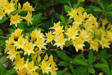 Yellow Rhododendron, deciduous azalea ‘Narcissiflorum’ in flower.