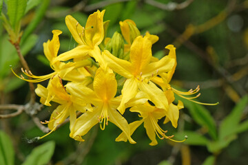 Rhododendron luteum, the yellow azalea or honeysuckle azalea in flower.