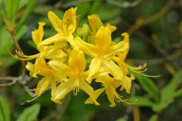 Fotobehang Azalea Rhododendron luteum, the yellow azalea or honeysuckle azalea in flower.  © Alexandra