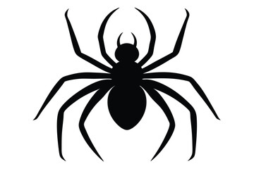 spider on a white background
