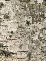 tree bark texture