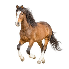 Obraz premium Beautiful brown horse with a white blaze gallops powerfully on white backdrop