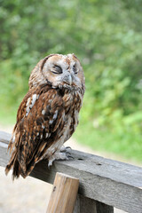 A gray owl sleeps with its eyes closed, its brightly patterned plumage contrasting
