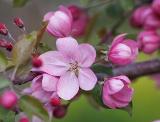 Pink apple blossom, delicate apple tree flowers.