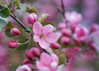 Fototapeta premium Pink apple blossom, delicate apple tree flowers.