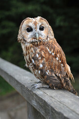 Gray owl, strix aluco with big black eyes, beautiful plumage, portrait of a bird of prey close-up on a wooden railing