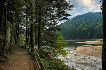 Carpathian high-altitude lake Synevyr with an island in shallow water, surrounded by a dense...