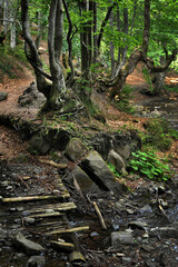 Fragment of a beech-hornbeam forest with a tree with twisted roots and bronze leaves in the undergrowth