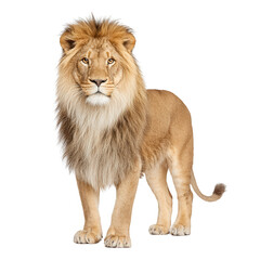 Obraz premium Majestic male lion stands powerfully against a clean white background shot