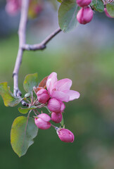 Pink blossoming apple tree. Beautiful delicate flowers of apple tree.