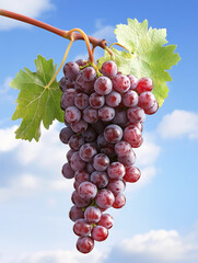 Fototapeta premium Bunch of red grapes hanging from vine with blue sky background