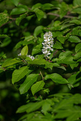 Bloodroot and white flowers among green leaves.
