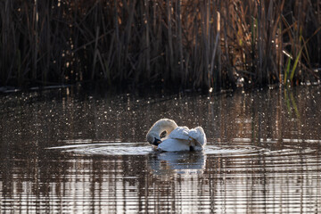 A white swan is preening its feathers.
