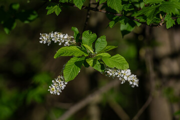 Bloodroot and white flowers among green leaves.
