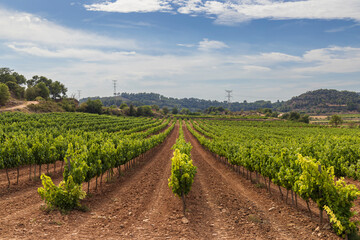 Rows of grapevines growing on a sunny day in Blancafort, Catalonia