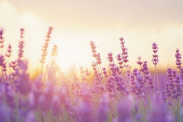 Naklejka premium A peaceful lavender field bathed in the soft light of a setting sun, creating a gentle gradient of colors from gold to purple in the sky. The field stretches across the frame
