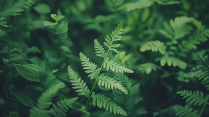 Close Up of a Delicate Fern Unfurling its Intricate Details