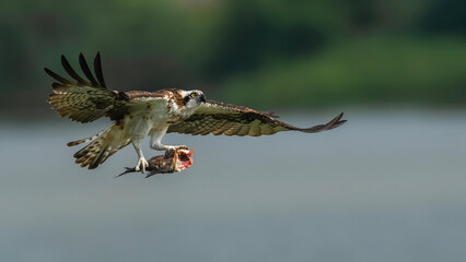 red tailed hawk in flight