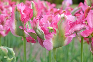 Naklejka premium Pink and green frilled parrot Tulip, tulipa ‘Red Wave’ in flower.