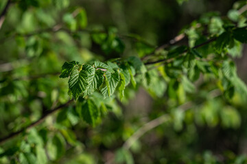 Fresh green hazel leaves on a twig.

