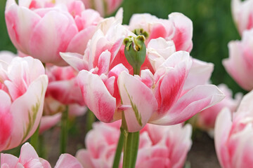 Obraz premium Pink, and white late double Tulip, tulipa ‘Finola’ in flower.