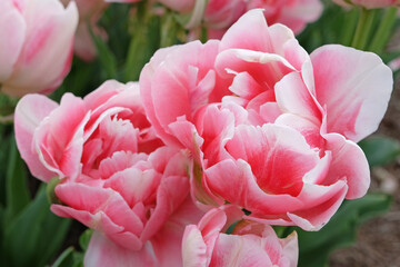 Obraz premium Pink, and white late double Tulip, tulipa ‘Finola’ in flower.