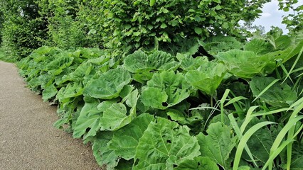 Petasites japonicus Gigantea or Giant Japanese Coltsfoot plant, growing in the garden.