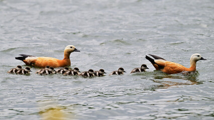 geese on the water