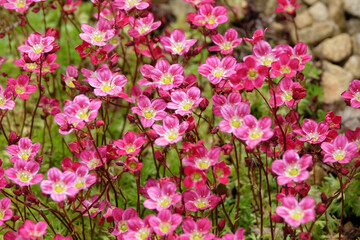 Pink Saxifraga Mossy Group, saxifrage in flower.