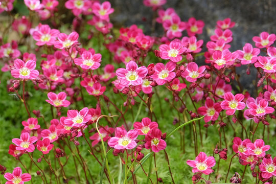 Pink Saxifraga Mossy Group, saxifrage &lsquo;Peter Pan&rsquo; in flower.