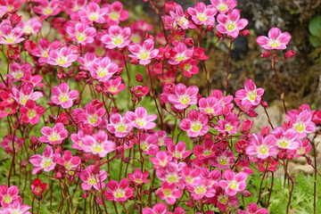 Pink Saxifraga Mossy Group, saxifrage in flower.