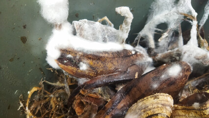 Moldy Banana Peels in Decomposition – Close-Up of Organic Waste Breakdown
