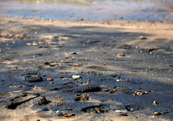 dead sea shells on beach