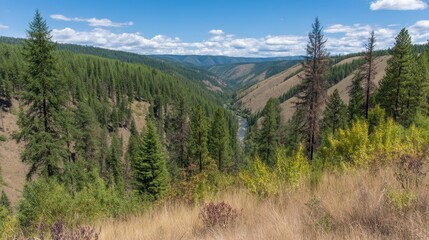 Lush Green Valley Filled with Pine Trees and Golden Grass in a Scenic Landscape