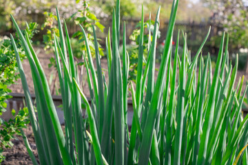 Vegetable beds with green onion tops of egyptian walking onion in kitchen garden. In row feathers tree onions or multistage onions of allium proliferum in germinat in springtime. Multitiered organic.
