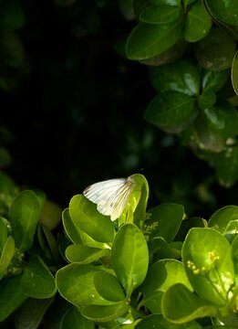 melete butterfly perched on leafy branch