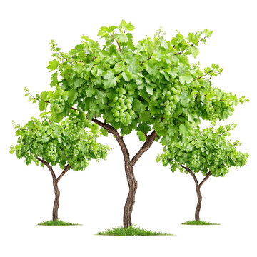 Three grape vines bea unripe green grapes stand isolated on white.