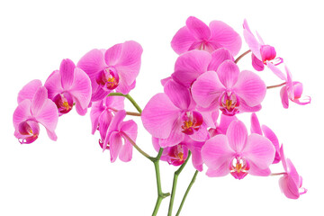 Phalaenopsis orchid branch isolated on white background