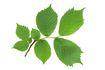 elm branch with young leaves Isolated on white background. Top view. Flat lay