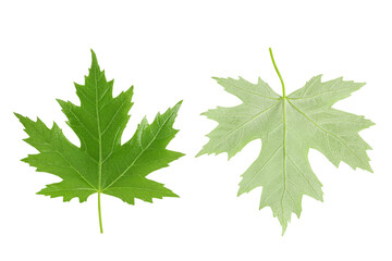 Silver maple leaf isolated on a white background. Top view. Flat lay
