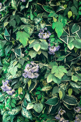 Beautiful nature background of vertical garden with tropical green leaf