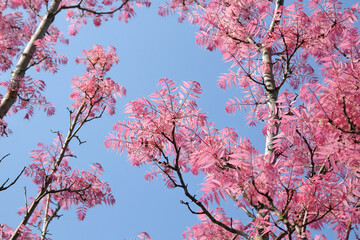 Pink leaves of Toona sinensis ‘Flamingo’, or Chinese cedar.