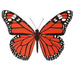 Fototapeta premium Monarch Butterfly
