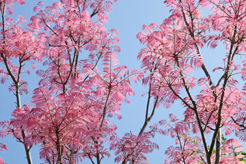 Pink leaves of Toona sinensis ‘Flamingo’, or Chinese cedar.