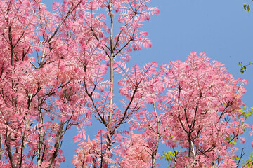 Pink leaves of Toona sinensis ‘Flamingo’, or Chinese cedar.