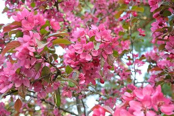 Fototapeta premium Pink Malus crab apple ‘Indian Magic’ in flower.
