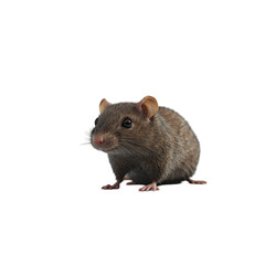 A curious brown rat stares intently a close up view showcasing its fur and features