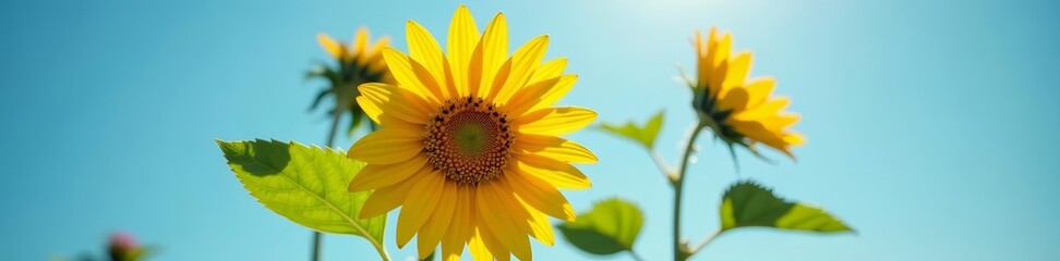 Fototapeta premium Close up of vibrant sunflower blooming under clear blue sky on sunny day, growth, outdoors, sunlight