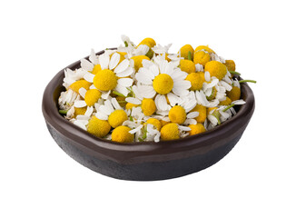 Bowl overflowing with freshly picked chamomile flowers on transparent background