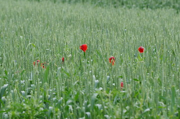 In the wheat field after the rain